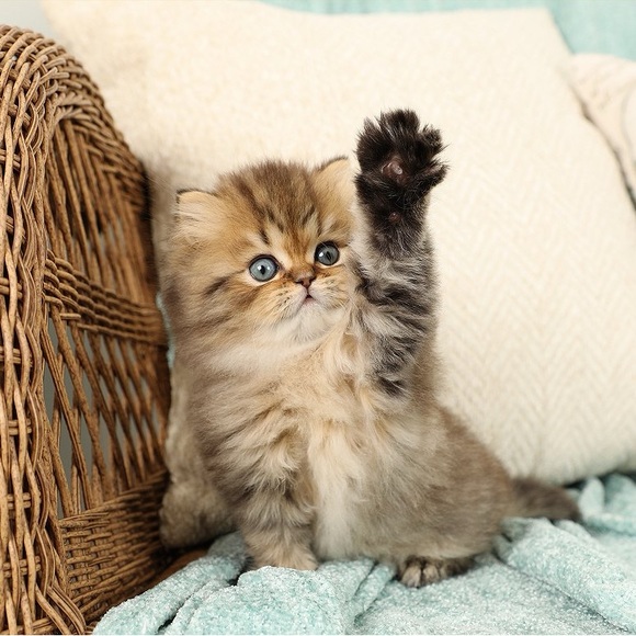 Meet your Posher, Sharon - Picture 5 of 16